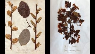 Herbarium, 350 years of scientific knowledge about biodiversity