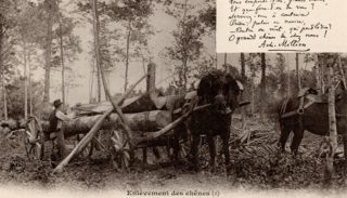 16 – The Forest in Nivernais – Removal of oaks