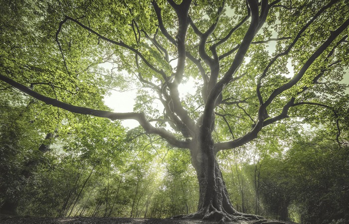 European tree of the year 2020