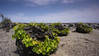Les « gobelets en couronnes » du vignoble de Santorin