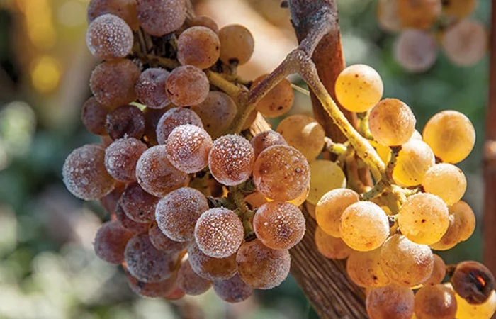 Grappe de raisin blanc après les vendanges