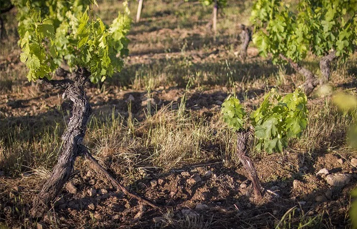 Opération de marcottage dans les vignes en novembre