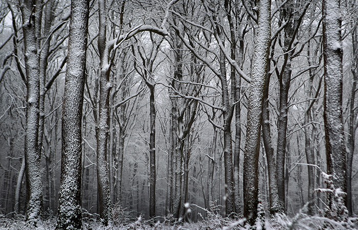 Les Bertranges En Hiver