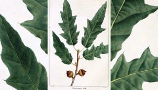 Bartram oak