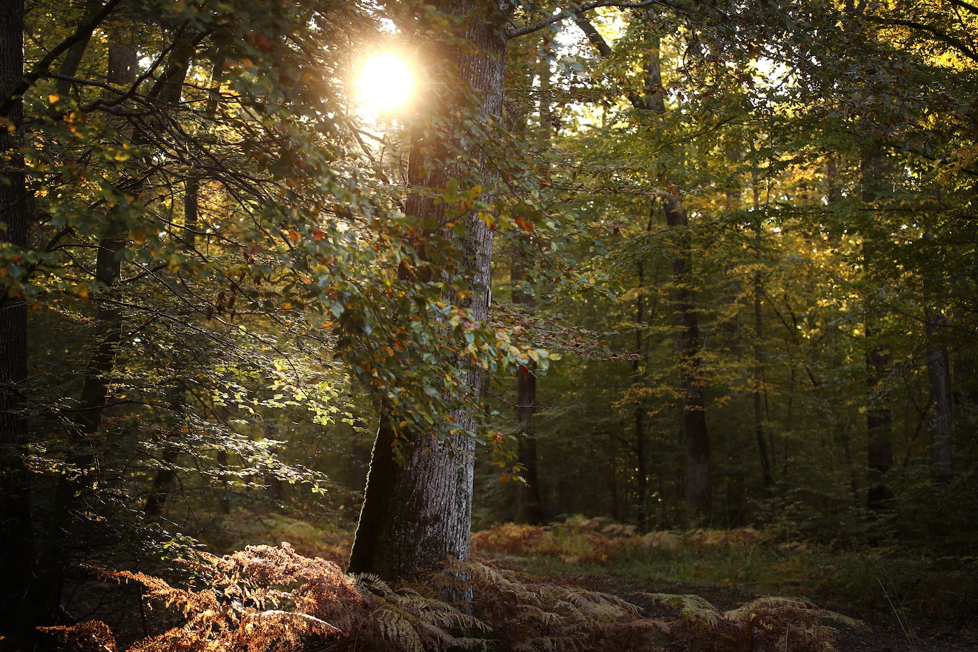 Depuis la forêt des Bertranges, le groupe Charlois imagine des cabanes sur  mesure