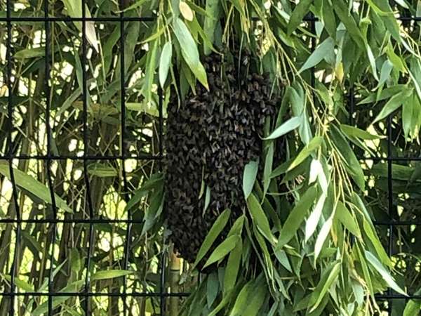 Quand activité industrielle et biodiversité font bon ménage