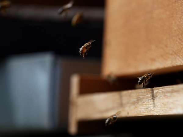 Act in the interest of honeybees