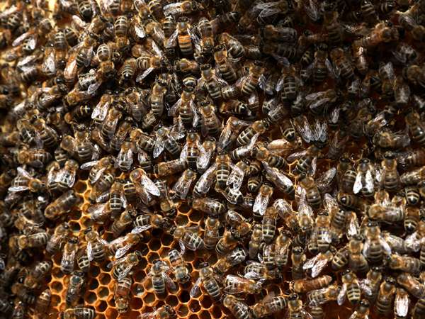 Act in the interest of honeybees