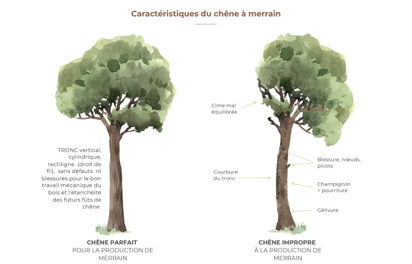 En amont de la tonnellerie #2 – Le chêne de tonnellerie