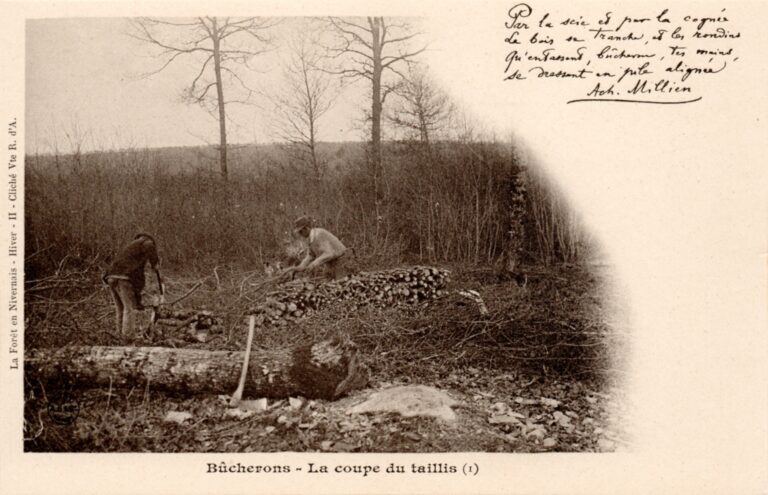 The Forest in Nivernais – The cut of coppice