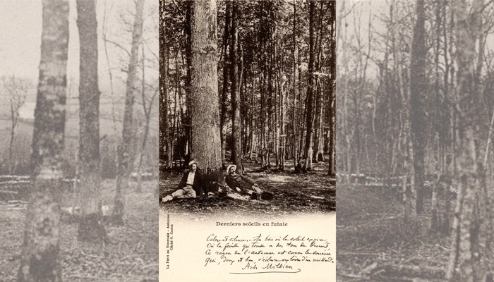 17 – The Forest in Nivernais – Last sun rays in high forest