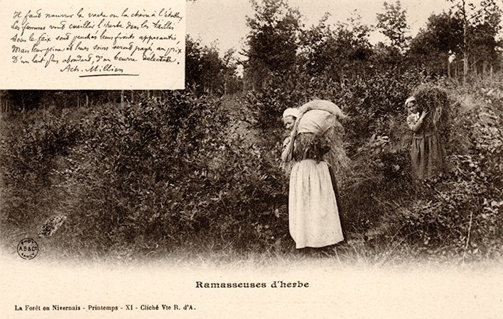 24 – The Forest in Nivernais – Grass collectors