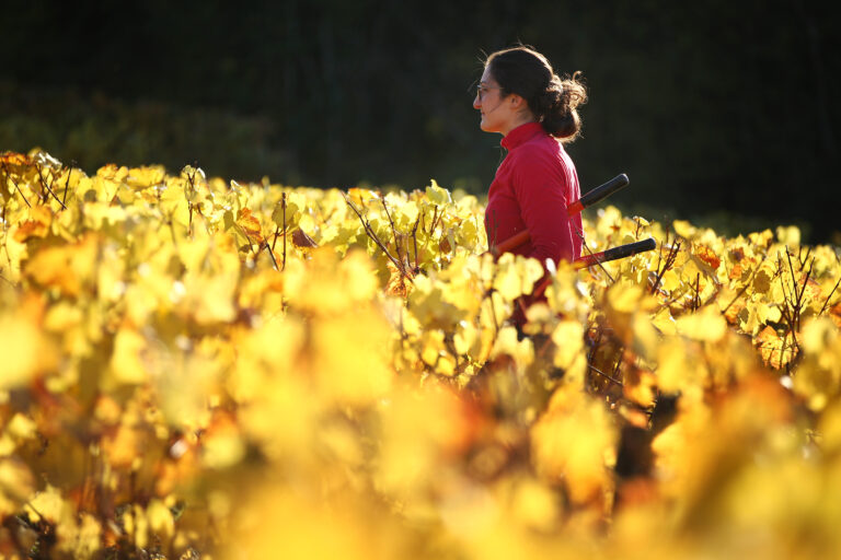 Why do we have to prune the vine in winter ?