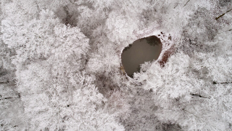 But what do trees do in winter ?