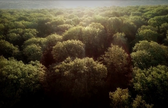 International Day of Forests