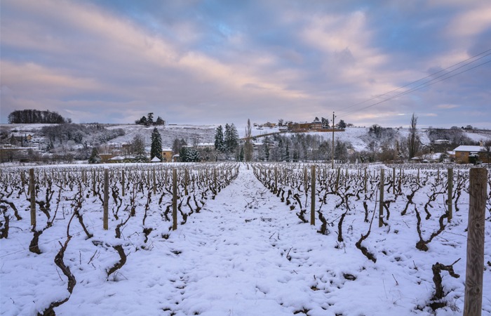 Vignoble enneigé